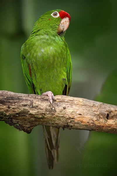 Aratinga rudočelý (Aratinga finschi), Aratinga rudočelý (Aratinga finschi) Finsch&#039;s Conures, Autor: Ondřej Prosický | NaturePhoto.cz, Model: Canon EOS 5D Mark II, Objektiv: Canon EF 500mm f/4 L IS USM, Ohnisková vzdálenost (EQ35mm): 500 mm, stativ Gitzo, Clona: 5.0, Doba expozice: 1/1600 s, ISO: 1000, Kompenzace expozice: -1 2/3, Blesk: Ano, Vytvořeno: 20. prosince 2010 14:07:39, RNVS Caño Negro (Kostarika)