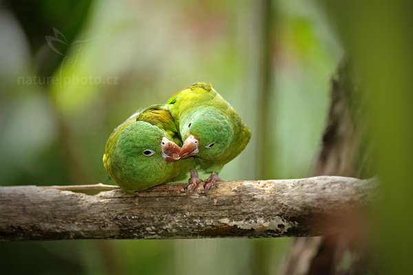 Tirika tovi (Brotogeris jugularis) , Tirika tovi (Brotogeris jugularis) Orange-chinned Parakeet, Autor: Ondřej Prosický | NaturePhoto.cz, Model: Canon EOS 5D Mark II, Objektiv: Canon EF 500mm f/4 L IS USM, Ohnisková vzdálenost (EQ35mm): 500 mm, stativ Gitzo, Clona: 5.0, Doba expozice: 1/500 s, ISO: 1000, Kompenzace expozice: -2/3, Blesk: Ano, Vytvořeno: 20. prosince 2010 14:17:43, RNVS Caño Negro (Kostarika) 