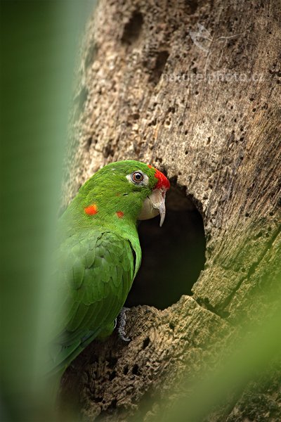 Aratinga rudočelý (Aratinga finschi), Aratinga rudočelý (Aratinga finschi), Finsch&#039;s Conures, Autor: Ondřej Prosický | NaturePhoto.cz, Model: Canon EOS 5D Mark II, Objektiv: Canon EF 500mm f/4 L IS USM, Ohnisková vzdálenost (EQ35mm): 700 mm, stativ Gitzo, Clona: 5.6, Doba expozice: 1/400 s, ISO: 800, Kompenzace expozice: -1/3, Blesk: Ano, Vytvořeno: 20. prosince 2010 14:30:06, RNVS Caño Negro (Kostarika) 