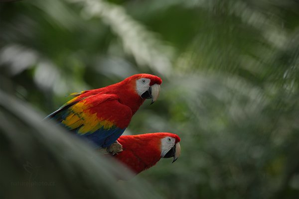 Ara arakanga (Ara macao), Ara arakanga (Ara macao), Scarlet Macaw, Autor: Ondřej Prosický | NaturePhoto.cz, Model: Canon EOS 5D Mark II, Objektiv: Canon EF 500mm f/4 L IS USM, Ohnisková vzdálenost (EQ35mm): 700 mm, stativ Gitzo, Clona: 7.1, Doba expozice: 1/80 s, ISO: 800, Kompenzace expozice: -1/3, Blesk: Ano, Vytvořeno: 20. prosince 2010 15:35:43, RNVS Caño Negro (Kostarika) 