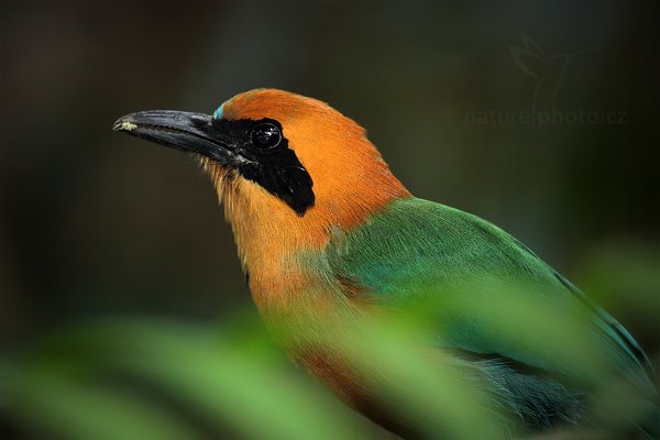 Momot skořicový (Baryphthengus martii), Momot skořicový (Baryphthengus martii) Rufous Motmot, Autor: Ondřej Prosický | NaturePhoto.cz, Model: Canon EOS 5D Mark II, Objektiv: Canon EF 500mm f/4 L IS USM, Ohnisková vzdálenost (EQ35mm): 700 mm, stativ Gitzo, Clona: 5.6, Doba expozice: 1/60 s, ISO: 1600, Kompenzace expozice: 0, Blesk: Ano, Vytvořeno: 20. prosince 2010 16:03:13, RNVS Caño Negro (Kostarika) 