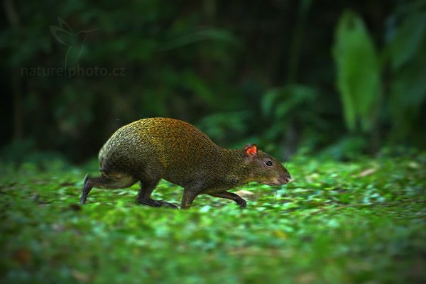 Aguti středoamerický (Dasyprocta punctata), Aguti středoamerický (Dasyprocta punctata), Central American Agouti, Autor: Ondřej Prosický | NaturePhoto.cz, Model: Canon EOS-1D Mark III, Objektiv: Canon EF 500mm f/4 L IS USM, Ohnisková vzdálenost (EQ35mm): 650 mm, stativ Gitzo, Clona: 4.5, Doba expozice: 1/125 s, ISO: 2000, Kompenzace expozice: -1/3, Blesk: Ano, Vytvořeno: 2. ledna 2011 1:00:49, San Ignacio (Belize)