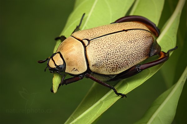 Chroust (Heterosternus rodriguezi), Chroust (Heterosternus rodriguezi), Autor: Ondřej Prosický | NaturePhoto.cz, Model: Canon EOS 5D Mark II, Objektiv: Canon EF 100mm f/2.8 Macro USM, Ohnisková vzdálenost (EQ35mm): 100 mm, stativ Gitzo, Clona: 11, Doba expozice: 1/60 s, ISO: 640, Kompenzace expozice: -2/3, Blesk: Ano, Vytvořeno: 11. prosince 2010 15:25:01, Savegre (Kostarika)