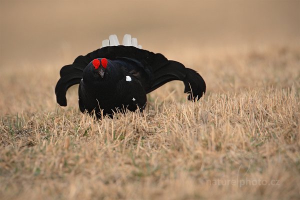 Tetřívek obecný (Tetrao tetrix), Tetřívek obecný (Tetrao tetrix), Black Grouse , Autor: Ondřej Prosický | NaturePhoto.cz, Model: Canon EOS-1D Mark III, Objektiv: Canon EF 500mm f/4 L IS USM, Ohnisková vzdálenost (EQ35mm): 910 mm, stativ Gitzo, Clona: 7.1, Doba expozice: 1/640 s, ISO: 640, Kompenzace expozice: 0, Blesk: Ne, Vytvořeno: 27. března 2011 8:31:43, Prachaticko, Šumava (Česko)