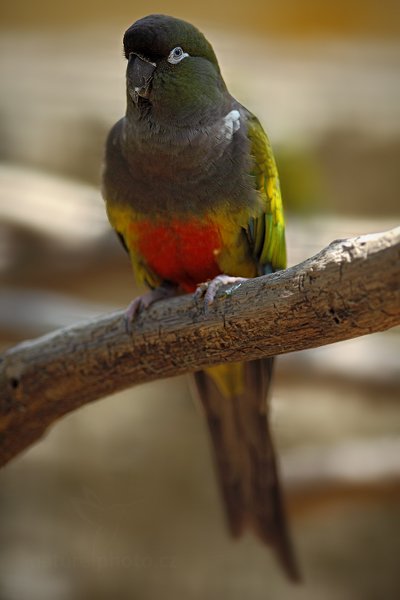 Papoušek patagonský (Cyanoliseus patagonus), Papoušek patagonský (Cyanoliseus patagonus) Patagonian Conure, Greater Patagonian Conure, Autor: Ondřej Prosický | NaturePhoto.cz, Model: Canon EOS 5D Mark II, Objektiv: Canon EF 500mm f/4 L IS USM, Ohnisková vzdálenost (EQ35mm): 200 mm, stativ Gitzo, Clona: 2.8, Doba expozice: 1/800 s, ISO: 400, Kompenzace expozice: -2/3, Blesk: Ne, Vytvořeno: 19. června 2011 12:14:21, ZOO Vienna - Schönbrunn (Rakousko)