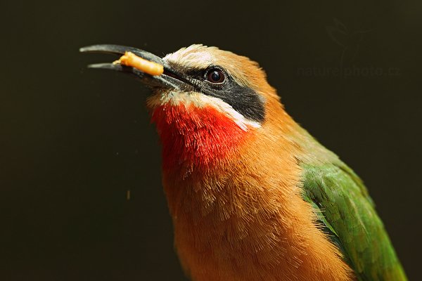 Vlha běločelá (Merops bullockoides), Vlha běločelá (Merops bullockoides), White-fronted Bee-eater, Autor: Ondřej Prosický | NaturePhoto.cz, Model: Canon EOS 5D Mark II, Objektiv: Canon EF 500mm f/4 L IS USM, Ohnisková vzdálenost (EQ35mm): 500 mm, stativ Gitzo, Clona: 5.0, Doba expozice: 1/250 s, ISO: 640, Kompenzace expozice: -1, Blesk: Ne, Vytvořeno: 19. června 2011 13:10:58, ZOO Vienna - Schönbrunn (Rakousko)