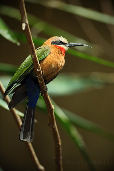 Vlha běločelá (Merops bullockoides), Vlha běločelá (Merops bullockoides), White-fronted Bee-eater, Autor: Ondřej Prosický | NaturePhoto.cz, Model: Canon EOS 5D Mark II, Objektiv: Canon EF 500mm f/4 L IS USM, Ohnisková vzdálenost (EQ35mm): 500 mm, stativ Gitzo, Clona: 5.0, Doba expozice: 1/160 s, ISO: 640, Kompenzace expozice: -1, Blesk: Ne, Vytvořeno: 19. června 2011 13:10:06, ZOO Vienna - Schönbrunn (Rakousko)