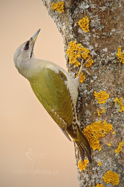 Žluna šedá (Picus canus), Žluna šedá (Picus canus), Grey-headed Woodpecker, Autor: Ondřej Prosický | NaturePhoto.cz, Model: Canon EOS-1D Mark III, Objektiv: Canon EF 500mm f/4 L IS USM, Ohnisková vzdálenost (EQ35mm): 1092 mm, stativ Gitzo, Clona: 7.1, Doba expozice: 1/500 s, ISO: 500, Kompenzace expozice: 0, Blesk: Ne, Vytvořeno: 27. února 2011 14:05:48, Prachaticko, Šumava (Česko)