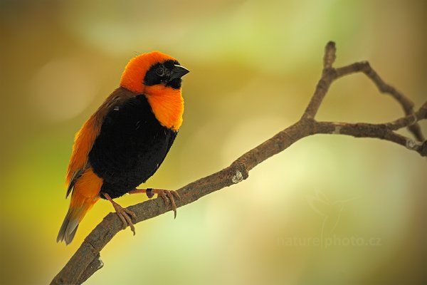 Snovač kaferský (Euplectes orix), Snovač kaferský (Euplectes orix), Southern Red Bishop, Autor: Ondřej Prosický | NaturePhoto.cz, Model: Canon EOS 5D Mark II, Objektiv: Canon EF 500mm f/4 L IS USM, Ohnisková vzdálenost (EQ35mm): 500 mm, stativ Gitzo, Clona: 5.0, Doba expozice: 1/320 s, ISO: 640, Kompenzace expozice: -2/3, Blesk: Ne, Vytvořeno: 19. června 2011 13:11:37, ZOO Vienna - Schönbrunn (Rakousko)