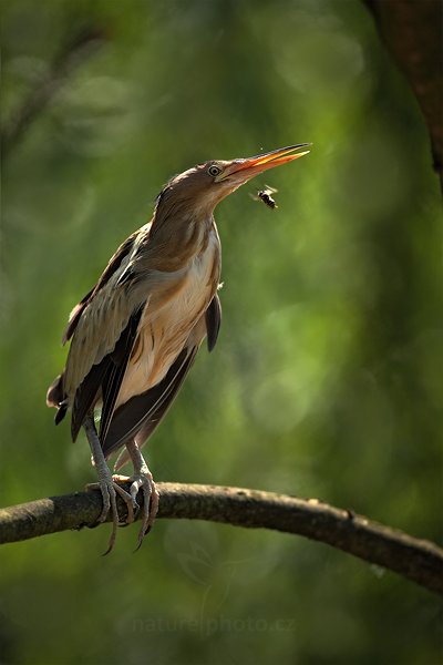 Bukáček malý (Ixobrychus minutus), Bukáček malý (Ixobrychus minutus), Little Bittern, Autor: Ondřej Prosický | NaturePhoto.cz, Model: Canon EOS 5D Mark II, Objektiv: Canon EF 500mm f/4 L IS USM, Ohnisková vzdálenost (EQ35mm): 500 mm, stativ Gitzo, Clona: 5.0, Doba expozice: 1/1250 s, ISO: 320, Kompenzace expozice: -1, Blesk: Ne, Vytvořeno: 22. května 2011 11:44:23, ZOO Praha - Troja (Česko)