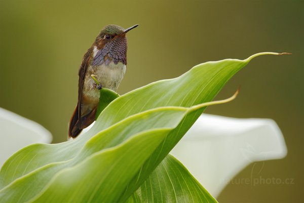 Kolibřík vulkánový (Selasphorus flammula), Kolibřík vulkánový (Selasphorus flammula), Volcano Hummingbird, Autor: Ondřej Prosický | NaturePhoto.cz, Model: Canon EOS 7D, Objektiv: Canon EF 500mm f/4 L IS USM, Ohnisková vzdálenost (EQ35mm): 1120 mm, stativ Gitzo, Clona: 7.1, Doba expozice: 1/640 s, ISO: 400, Kompenzace expozice: 0, Blesk: Ano, Vytvořeno: 13. prosince 2010 11:41:11, Savegre (Kostarika)