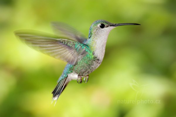 zatím neurčeno, zatím neurčeno, Autor: Ondřej Prosický | NaturePhoto.cz, Model: Canon EOS 7D, Objektiv: Canon EF 200mm f/2.8 L USM, Ohnisková vzdálenost (EQ35mm): 320 mm, stativ Gitzo, Clona: 6.3, Doba expozice: 1/250 s, ISO: 800, Kompenzace expozice: 0, Blesk: Ano, Vytvořeno: 10. prosince 2010 13:10:15 , Turrialba (Kostarika)