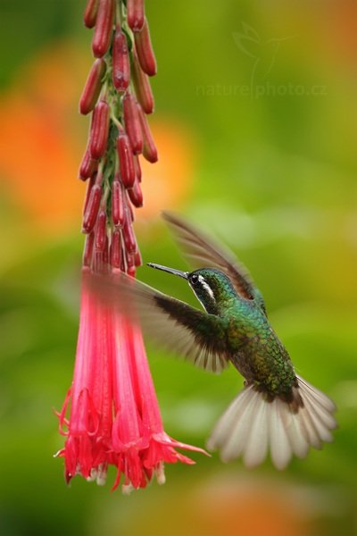 Kolibřík pokřovní (Lampornis castaneoventris), Kolibřík pokřovní (Lampornis castaneoventris), White-throated Mountain-gem, Autor: Ondřej Prosický | NaturePhoto.cz, Model: Canon EOS 7D, Objektiv: Canon EF 500mm f/4 L IS USM, Ohnisková vzdálenost (EQ35mm): 800 mm, stativ Gitzo, Clona: 5.6, Doba expozice: 1/640 s, ISO: 640, Kompenzace expozice: -1/3, Blesk: Ano, Vytvořeno: 12. prosince 2010 14:36:45, Savegre (Kostarika)