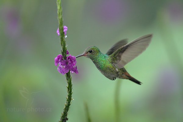 Kolibřík rezavoocasý (Amazilia tzacatl), Kolibřík rezavoocasý (Amazilia tzacatl) Rufous-tailed Hummingbird, Autor: Ondřej Prosický | NaturePhoto.cz, Model: Canon EOS 7D, Objektiv: Canon EF 500mm f/4 L IS USM, Ohnisková vzdálenost (EQ35mm): 800 mm, stativ Gitzo, Clona: 5.0, Doba expozice: 1/400 s, ISO: 1250, Kompenzace expozice: -1/3, Blesk: Ano, Vytvořeno: 10. prosince 2010 6:51:00, Turrialba (Kostarika)