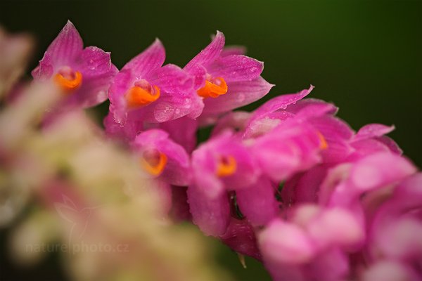 Dendrobium secundum, Orchidej Dendrobium secundum, Autor: Ondřej Prosický | NaturePhoto.cz, Model: Canon EOS 5D Mark II, Objektiv: Canon EF 100mm f/2.8 L Macro IS USM, Ohnisková vzdálenost (EQ35mm): 100 mm, stativ Gitzo, Clona: 5.6, Doba expozice: 1/60 s, ISO: 1600, Kompenzace expozice: -2/3, Blesk: Ne, Vytvořeno: 19. března 2011 8:04:39, skleník Fatamorgana, Praha - Troja (Česko)