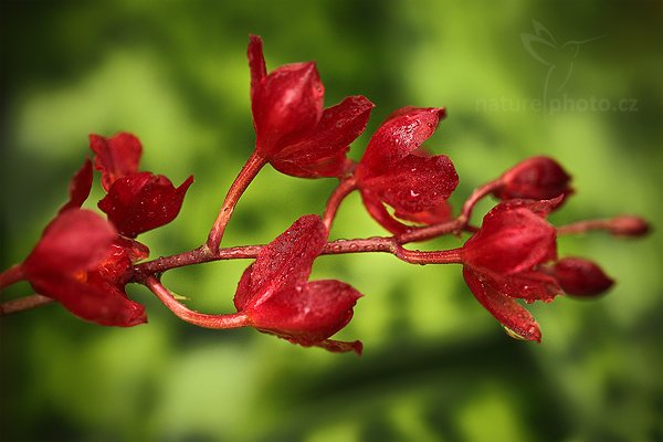 Howeara lava-burst, Orchidej Howeara lava-burst, Autor: Ondřej Prosický | NaturePhoto.cz, Model: Canon EOS 5D Mark II, Objektiv: Canon EF 100mm f/2.8 L Macro IS USM, Ohnisková vzdálenost (EQ35mm): 100 mm, stativ Gitzo, Clona: 3.5, Doba expozice: 1/80 s, ISO: 800, Kompenzace expozice: -1/3, Blesk: Ne, Vytvořeno: 19. března 2011 8:45:57, skleník Fatamorgana, Praha - Troja (Česko)