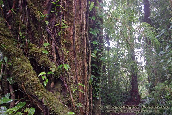 Stromy v Monteverde, Vegetace podél stezek v rezervaci Monteverde