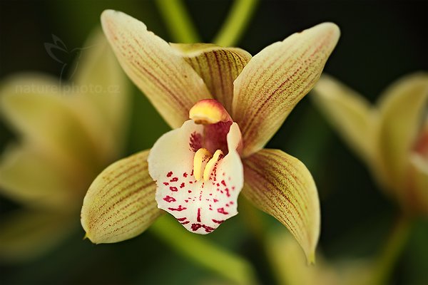 Cymbidium tracyanum, Orchidej Cymbidium tracyanum, Autor: Ondřej Prosický | NaturePhoto.cz, Model: Canon EOS 5D Mark II, Objektiv: Canon EF 100mm f/2.8 L Macro IS USM, Ohnisková vzdálenost (EQ35mm): 100 mm, stativ Gitzo, Clona: 3.2, Doba expozice: 1/100 s, ISO: 640, Kompenzace expozice: -1/3, Blesk: Ne, Vytvořeno: 19. března 2011 8:23:55, skleník Fatamorgana, Praha - Troja (Česko) 