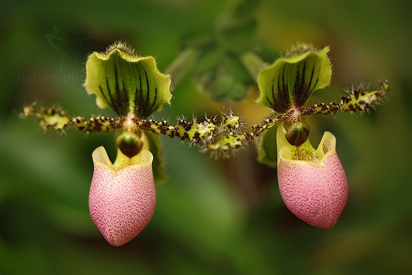 Střevíčníkovec (Paphiopedilum liemianum), Střevíčníkovec (Paphiopedilum liemianum), Autor: Ondřej Prosický | NaturePhoto.cz, Model: Canon EOS 5D Mark II, Objektiv: Canon EF 100mm f/2.8 L Macro IS USM, Ohnisková vzdálenost (EQ35mm): 100 mm, stativ Gitzo, Clona: 3.5, Doba expozice: 1/40 s, ISO: 800, Kompenzace expozice: 0, Blesk: Ne, Vytvořeno: 19. března 2011 8:58:23, skleník Fatamorgana, Praha - Troja (Česko)