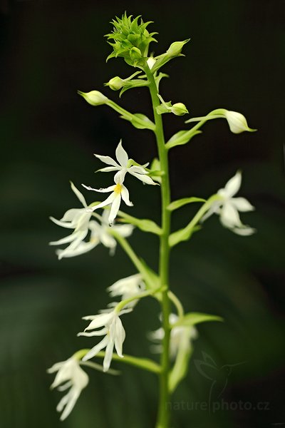 Calanthe triplicata, Orchidej Calanthe triplicata, Autor: Ondřej Prosický | NaturePhoto.cz, Model: Canon EOS 5D Mark II, Objektiv: Canon EF 100mm f/2.8 L Macro IS USM, Ohnisková vzdálenost (EQ35mm): 100 mm, stativ Gitzo, Clona: 4.5, Doba expozice: 1/125 s, ISO: 1000, Kompenzace expozice: -2/3, Blesk: Ne, Vytvořeno: 19. března 2011 8:09:27, skleník Fatamorgana, Praha - Troja (Česko)