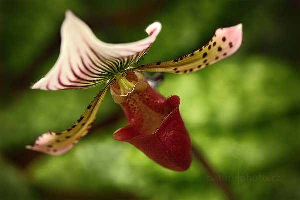 Paphiopedilum callosum, Orchidej Paphiopedilum callosum, Autor: Ondřej Prosický | NaturePhoto.cz, Model: Canon EOS 5D Mark II, Objektiv: Canon EF 100mm f/2.8 L Macro IS USM, Ohnisková vzdálenost (EQ35mm): 100 mm, stativ Gitzo, Clona: 5.0, Doba expozice: 1/60 s, ISO: 800, Kompenzace expozice: -1/3, Blesk: Ne, Vytvořeno: 19. března 2011 8:48:36, skleník Fatamorgana, Praha - Troja (Česko) 