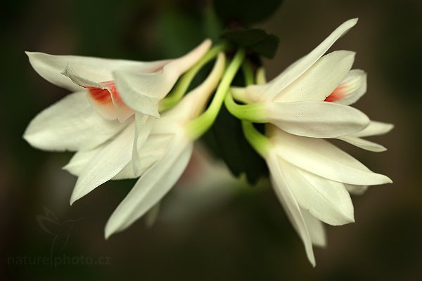 Dendrobium formosanum, Orchidej Dendrobium formosanum, Autor: Ondřej Prosický | NaturePhoto.cz, Model: Canon EOS 5D Mark II, Objektiv: Canon EF 100mm f/2.8 L Macro IS USM, Ohnisková vzdálenost (EQ35mm): 100 mm, stativ Gitzo, Clona: 4.0, Doba expozice: 1/100 s, ISO: 800, Kompenzace expozice: 0, Blesk: Ne, Vytvořeno: 19. března 2011 8:57:46, skleník Fatamorgana, Praha - Troja (Česko) 