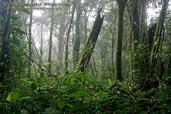Vegetace v rezervaci Monteverde, Obtížně prostupný les v rezervaci Monteverde