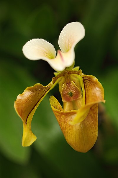 Paphiopedilum lathamianum, Orchidej Paphiopedilum lathamianum, Autor: Ondřej Prosický | NaturePhoto.cz, Model: Canon EOS 5D Mark II, Objektiv: Canon EF 100mm f/2.8 L Macro IS USM, Ohnisková vzdálenost (EQ35mm): 100 mm, stativ Gitzo, Clona: 5.0, Doba expozice: 1/80 s, ISO: 800, Kompenzace expozice: -1/3, Blesk: Ne, Vytvořeno: 19. března 2011 2:52:19, skleník Fatamorgana, Praha - Troja (Česko)