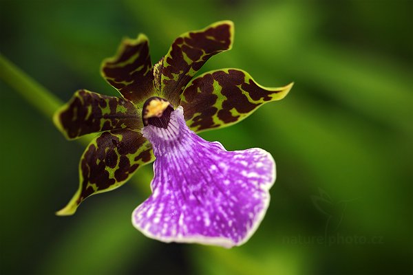 Zygopetalum intermedia, Orchidej Zygopetalum intermedia, Autor: Ondřej Prosický | NaturePhoto.cz, Model: Canon EOS 5D Mark II, Objektiv: Canon EF 100mm f/2.8 L Macro IS USM, Ohnisková vzdálenost (EQ35mm): 100 mm, stativ Gitzo, Clona: 3.5, Doba expozice: 1/30 s, ISO: 1600, Kompenzace expozice: -1/3, Blesk: Ne, Vytvořeno: 19. března 2011 2:26:22, skleník Fatamorgana, Praha - Troja (Česko) 