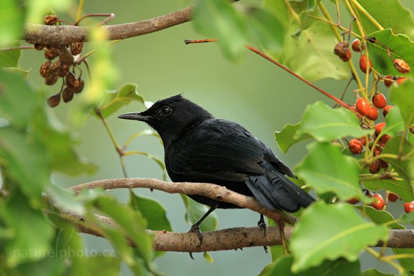 Drozdec černý (Melanoptila glabrirostris), Drozdec černý (Melanoptila glabrirostris) Black Catbird, Autor: Ondřej Prosický | NaturePhoto.cz, Model: Canon EOS-1D Mark III, Objektiv: Canon EF 500mm f/4 L IS USM + TC Canon 1.4x, Ohnisková vzdálenost (EQ35mm): 910 mm, stativ Gitzo, Clona: 5.6, Doba expozice: 1/500 s, ISO: 640, Kompenzace expozice: +1/3, Blesk: Ano, Vytvořeno: 14. ledna 2011 21:01:08, Caye Caulker (Belize)