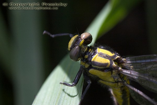 Klínatka obecná (Gomphus vulgatissimus), Klínatka obecná (Gomphus vulgatissimus), Autor: Ondřej Prosický, model aparátu: Canon EOS 300D DIGITAL, objektiv: Canon EF 100mm f/2.8 Macro USM, fotografováno z ruky, ostřeno manuálně, clona: 5,6, doba expozice: 1/500 s, ISO: 400, vyvážení expozice: -2/3 EV, blesk: ne, vytvořeno: 8. května 2005 v 15:01, u Berounky, Lety u Dobřichovic (ČR)