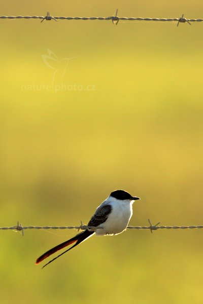 Tyran savanový (Tyrannus savana), Tyran savanový (Tyrannus savana) Fork-tailed Flycatcher, Autor: Ondřej Prosický | NaturePhoto.cz, Model: Canon EOS-1D Mark III, Objektiv: Canon EF 500mm f/4 L IS USM + TC Canon 1.4x, Ohnisková vzdálenost (EQ35mm): 910 mm, stativ Gitzo, Clona: 7.1, Doba expozice: 1/800 s, ISO: 320, Kompenzace expozice: -2/3, Blesk: Ano, Vytvořeno: 6. ledna 2011 15:58:14, San Ignacio (Belize)