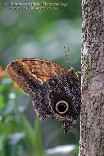 Magnificent Owl (Caligo eurilochus sulanus), Autor: Ondřej Prosický, Model aparátu: Canon EOS 300D DIGITAL, Objektiv: Canon EF 100mm f/2,8 Macro USM, Monopod Manfrotto 681B, Ohnisková vzdálenost: 100.00 mm, Clona: 5.00, Doba expozice: 1/125 s, ISO: 400, Vyvážení expozice: 0.00, Blesk: Ne, RBBN Monteverde (Kostarika)