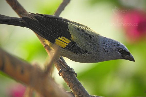 Tangara žlutokřídlá (Thraupis abbas), Tangara žlutokřídlá (Thraupis abbas) Yellow-winged Tanager, Autor: Ondřej Prosický | NaturePhoto.cz, Model: Canon EOS-1D Mark III, Objektiv: Canon EF 500mm f/4 L IS USM + TC Canon 1.4x, Ohnisková vzdálenost (EQ35mm): 910 mm, stativ Gitzo, Clona: 5.6, Doba expozice: 1/320 s, ISO: 500, Kompenzace expozice: -2/3, Blesk: Ne, Vytvořeno: 9. ledna 2011 15:46:28, MET, San Ignacio (Belize) 