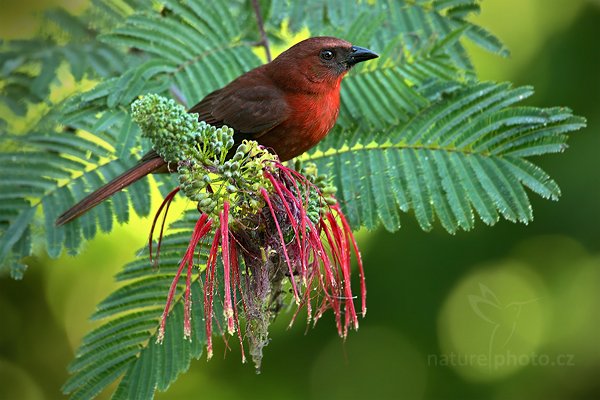 Tangara černobradá (Habia fuscicauda), Tangara černobradá (Habia fuscicauda) Red-throated Ant-Tanager, Autor: Ondřej Prosický | NaturePhoto.cz, Model: Canon EOS-1D Mark III, Objektiv: Canon EF 500mm f/4 L IS USM + TC Canon 1.4x, Ohnisková vzdálenost (EQ35mm): 910 mm, stativ Gitzo, Clona: 6.3, Doba expozice: 1/125 s, ISO: 1250, Kompenzace expozice: +1/3, Blesk: Ano, Vytvořeno: 6. ledna 2011 16:06:27, San Ignacio (Belize)