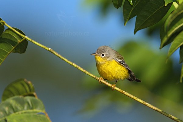 Lesňáček severní (Dendroica magnolia), Lesňáček severní (Dendroica magnolia), Magnolia Warbler, Autor: Ondřej Prosický | NaturePhoto.cz, Model: Canon EOS-1D Mark III, Objektiv: Canon EF 500mm f/4 L IS USM + TC Canon 1.4x, Ohnisková vzdálenost (EQ35mm): 910 mm, stativ Gitzo, Clona: 6.3, Doba expozice: 1/1600 s, ISO: 500, Kompenzace expozice: -2/3, Blesk: Ano, Vytvořeno: 7. ledna 2011 15:46:37, San Ignacio (Belize) 