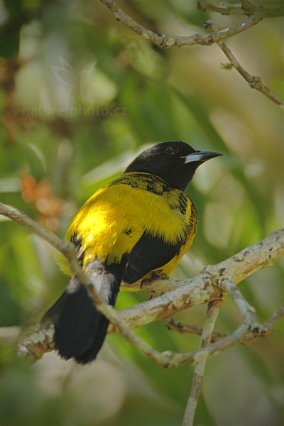 Trupiál mexický (Icterus prosthemelas), Trupiál mexický (Icterus prosthemelas) Black-cowled Oriole, Autor: Ondřej Prosický | NaturePhoto.cz, Model: Canon EOS-1D Mark III, Objektiv: Canon EF 500mm f/4 L IS USM + TC Canon 1.4x, Ohnisková vzdálenost (EQ35mm): 910 mm, stativ Gitzo, Clona: 5.6, Doba expozice: 1/200 s, ISO: 800, Kompenzace expozice: +1/3, Blesk: Ano, Vytvořeno: 6. ledna 2011 19:57:21, San Ignacio (Belize) 