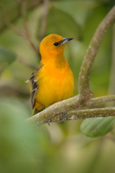 Trupiál altamirský (Icterus gularis), Trupiál altamirský (Icterus gularis) Altamira Oriole, mladý pták, Autor: Ondřej Prosický | NaturePhoto.cz, Model: Canon EOS-1D Mark III, Objektiv: Canon EF 500mm f/4 L IS USM + TC Canon 1.4x, Ohnisková vzdálenost (EQ35mm): 910 mm, stativ Gitzo, Clona: 6.3, Doba expozice: 1/400 s, ISO: 400, Kompenzace expozice: 0, Blesk: Ano, Vytvořeno: 14. ledna 2011 20:13:09, Caye Caulker (Belize) 