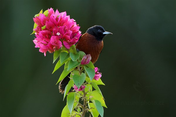 Trupiál zahradní (Icterus spurius), Trupiál zahradní (Icterus spurius) Orchard Oriole,Autor: Ondřej Prosický | NaturePhoto.cz, Model: Canon EOS-1D Mark III, Objektiv: Canon EF 500mm f/4 L IS USM + TC Canon 1.4x, Ohnisková vzdálenost (EQ35mm): 910 mm, stativ Gitzo, Clona: 8.0, Doba expozice: 1/80 s, ISO: 800, Kompenzace expozice: -1/3, Blesk: Ano, Vytvořeno: 7. ledna 2011 23:14:39, San Ignacio (Belize)