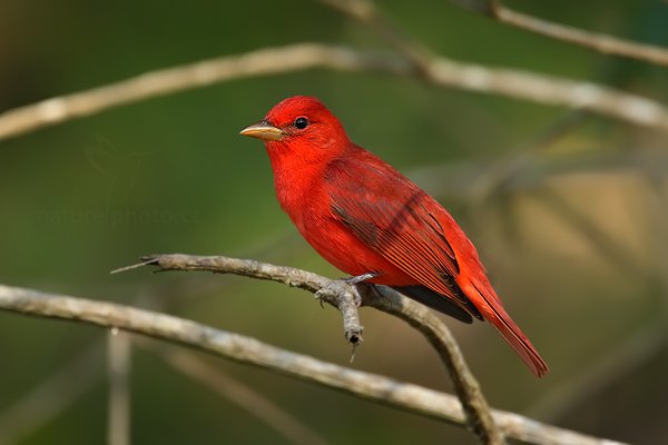 Tangara ohnivá (Piranga rubra), Tangara ohnivá (Piranga rubra) Summer Tanager, Autor: Ondřej Prosický | NaturePhoto.cz, Model: Canon EOS-1D Mark III, Objektiv: Canon EF 500mm f/4 L IS USM + TC Canon 1.4x, Ohnisková vzdálenost (EQ35mm): 910 mm, stativ Gitzo, Clona: 5.6, Doba expozice: 1/250 s, ISO: 320, Kompenzace expozice: 0, Blesk: Ano, Vytvořeno: 3. ledna 2011 23:41:28, San Ignacio (Belize) 