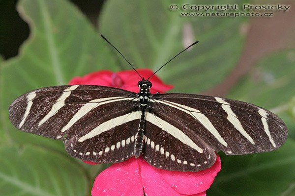 Zebra Longwing (Heliconius charitonia), Autor: Ondřej Prosický, Model aparátu: Canon EOS 300D DIGITAL, Objektiv: Canon EF 100mm f/2,8 Macro USM, Monopod Manfrotto 681B, Ohnisková vzdálenost: 100.00 mm, Clona: 5.00, Doba expozice: 1/250 s, ISO: 400, Vyvážení expozice: 0.00, Blesk: Ne, Santa Elena (Kostarika)