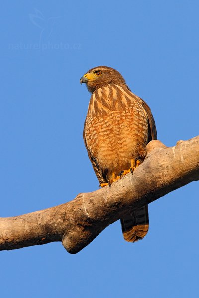 Káně krahujová (Buteo magnirostris), Káně krahujová (Buteo magnirostris) Roadside Hawk, Autor: Ondřej Prosický | NaturePhoto.cz, Model: Canon EOS-1D Mark III, Objektiv: Canon EF 500mm f/4 L IS USM + TC Canon 1.4x, Ohnisková vzdálenost (EQ35mm): 910 mm, stativ Gitzo, Clona: 8.0, Doba expozice: 1/500 s, ISO: 400, Kompenzace expozice: +2/3, Blesk: Ano, Vytvořeno: 10. ledna 2011 15:18:08, Punta Corda (Belize)