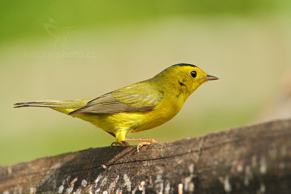 Lesňáček mniší (Wilsonia pusilla), Lesňáček mniší (Wilsonia pusilla) Wilson&#039;s Warbler, Autor: Ondřej Prosický | NaturePhoto.cz, Model: Canon EOS-1D Mark III, Objektiv: Canon EF 500mm f/4 L IS USM + TC Canon 1.4x, Ohnisková vzdálenost (EQ35mm): 910 mm, stativ Gitzo, Clona: 7.1, Doba expozice: 1/640 s, ISO: 1000, Kompenzace expozice: +1/3, Blesk: Ano, Vytvořeno: 7. ledna 2011 22:26:24, San Ignacio (Belize) 