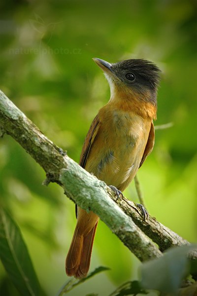 Tyranovec Couesův (Contopus pertinax), Tyranovec Couesův (Contopus pertinax) Greater Pewee, Autor: Ondřej Prosický | NaturePhoto.cz, Model: Canon EOS-1D Mark III, Objektiv: Canon EF 500mm f/4 L IS USM + TC Canon 1.4x, Ohnisková vzdálenost (EQ35mm): 910 mm, stativ Gitzo, Clona: 6.3, Doba expozice: 1/250 s, ISO: 1000, Kompenzace expozice: -1/3, Blesk: Ne, Vytvořeno: 1. ledna 201117:14:13, San Ignacio (Belize) 