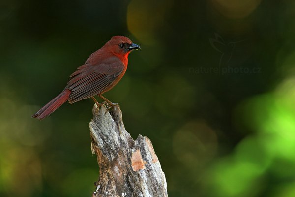 Tangara černobradá (Habia fuscicauda), Tangara černobradá (Habia fuscicauda) Red-throated Ant-Tanager, Autor: Ondřej Prosický | NaturePhoto.cz, Model: Canon EOS-1D Mark III, Objektiv: Canon EF 500mm f/4 L IS USM + TC Canon 1.4x, Ohnisková vzdálenost (EQ35mm): 650 mm, stativ Gitzo, Clona: 6.3, Doba expozice: 1/100 s, ISO: 800, Kompenzace expozice: -2/3, Blesk: Ano, Vytvořeno: 6. ledna 2011 16:56:12, San Ignacio (Belize) 