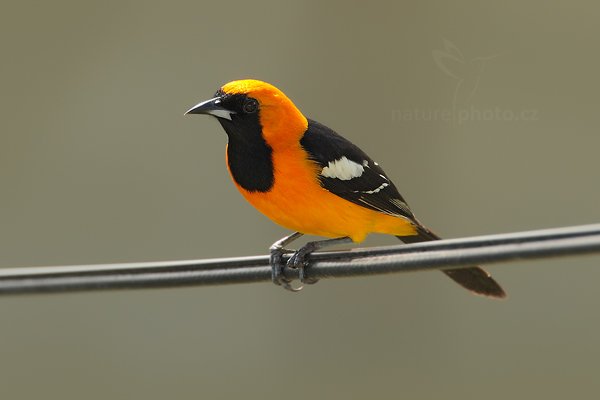 Trupiál altamirský (Icterus gularis), Trupiál altamirský (Icterus gularis) Altamira Oriole, Autor: Ondřej Prosický | NaturePhoto.cz, Model: Canon EOS-1D Mark III, Objektiv: Canon EF 500mm f/4 L IS USM + TC Canon 1.4x, Ohnisková vzdálenost (EQ35mm): 910 mm, stativ Gitzo, Clona: 7.1, Doba expozice: 1/500 s, ISO: 400, Kompenzace expozice: +1/3, Blesk: Ne, Vytvořeno: 14. ledna 2011 17:51:44, Caye Caulker (Belize) 