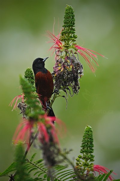 Trupiál zahradní (Icterus spurius), Trupiál zahradní (Icterus spurius) Orchard Oriole, Autor: Ondřej Prosický | NaturePhoto.cz, Model: Canon EOS-1D Mark III, Objektiv: Canon EF 500mm f/4 L IS USM + TC Canon 1.4x, Ohnisková vzdálenost (EQ35mm): 650 mm, stativ Gitzo, Clona: 5.0, Doba expozice: 1/400 s, ISO: 640, Kompenzace expozice: -1/3, Blesk: Ne, Vytvořeno: 3. ledna 2011 15:35:30, San Ignacio (Belize)