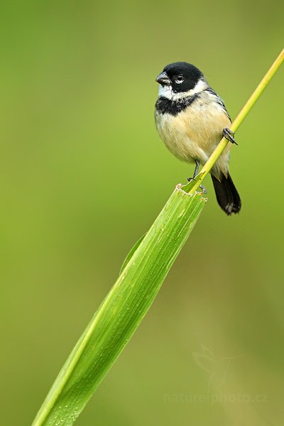 Kněžík obojkový (Sporophila torqueola), Kněžík obojkový (Sporophila torqueola) White-collared Seedeater, Autor: Ondřej Prosický | NaturePhoto.cz, Model: Canon EOS-1D Mark III, Objektiv: Canon EF 500mm f/4 L IS USM + TC Canon 1.4x, Ohnisková vzdálenost (EQ35mm): 910 mm, stativ Gitzo, Clona: 5.6, Doba expozice: 1/400 s, ISO: 500, Kompenzace expozice: -2/3, Blesk: Ne, Vytvořeno: 9. ledna 2011 15:24:50, San Ignacio (Belize)