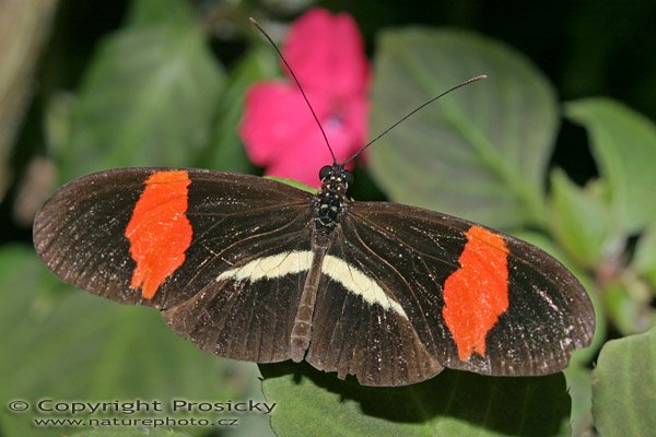 (Heliconius melepomene), Autor: Ondřej Prosický, Model aparátu: Canon EOS 300D DIGITAL, Objektiv: Canon EF 100mm f/2,8 Macro USM, Monopod Manfrotto 681B, Ohnisková vzdálenost: 100.00 mm, Clona: 7.10, Doba expozice: 1/160 s, ISO: 400, Vyvážení expozice: 0.00, Blesk: Ne, RBBN Monteverde (Kostarika)