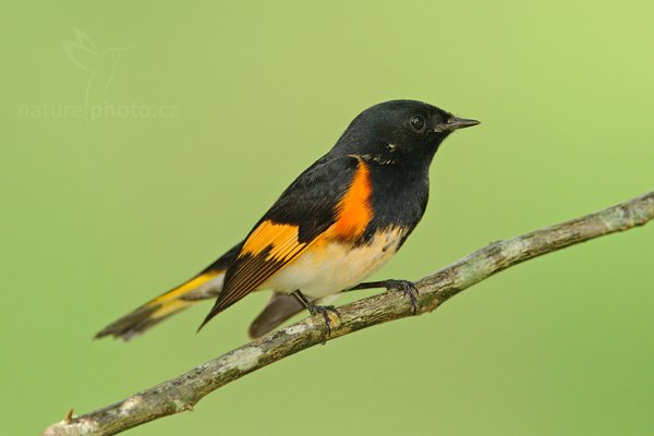 Lesňáček lejskovitý (Setophaga ruticilla), Lesňáček lejskovitý (Setophaga ruticilla) American Redstart, Autor: Ondřej Prosický | NaturePhoto.cz, Model: Canon EOS-1D Mark III, Objektiv: Canon EF 500mm f/4 L IS USM + TC Canon 1.4x, Ohnisková vzdálenost (EQ35mm): 910 mm, stativ Gitzo, Clona: 6.3, Doba expozice: 1/1000 s, ISO: 1000, Kompenzace expozice: -2/3, Blesk: Ano, Vytvořeno: 7. ledna 2011 22:10:33, San Ignacio (Belize)